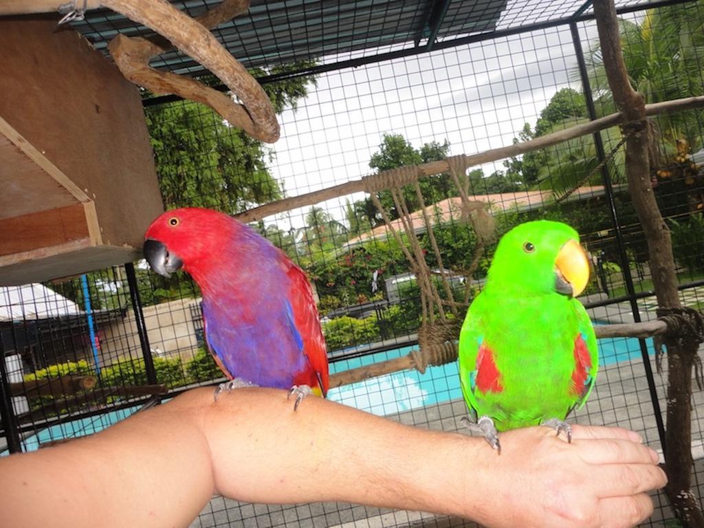 Parrot Resort Moalboal Zewnętrze zdjęcie